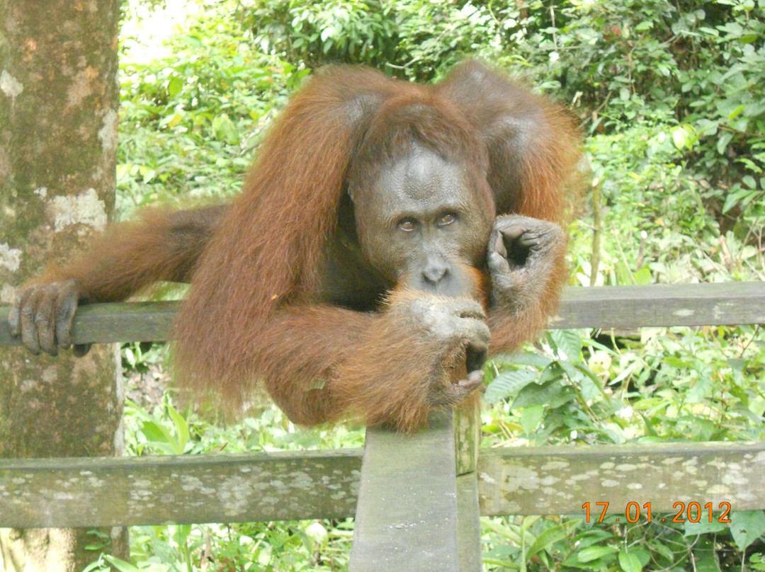 All Borneo Connection - Day Tours-亚庇必去景点