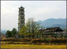 海洋银杏林田园-灵川县必去景点