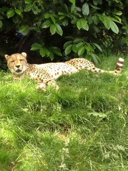 Hertfordshire Zoo景点图片