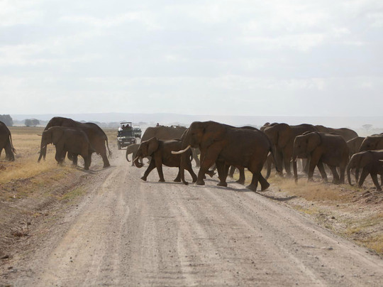 Wildlife Sun Safaris-蒙巴萨必去景点