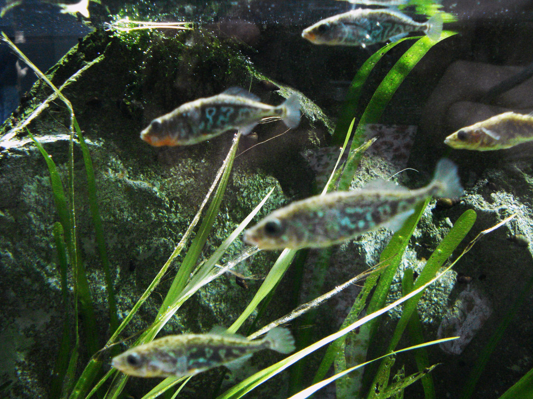 World Fresh Water Aquarium Aquatotto Gifu-各务原市必去景点