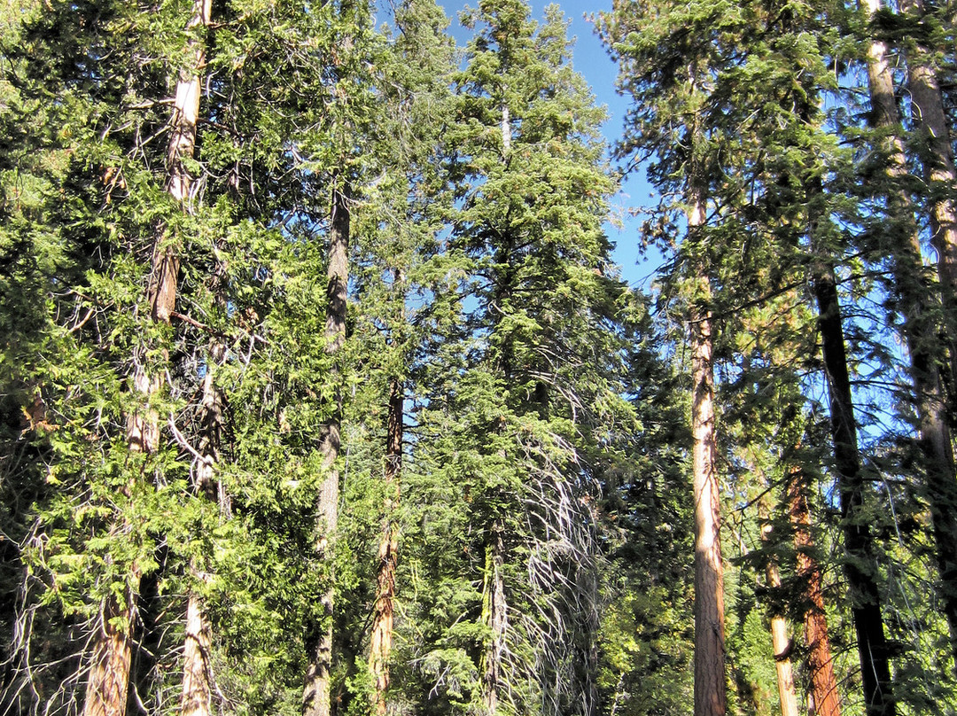 Trail of 100 Giants-波特维尔必去景点