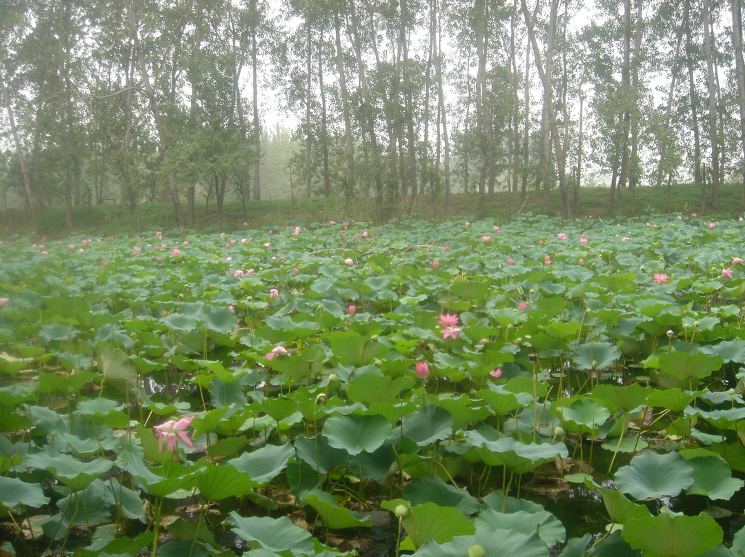 微山湖湿地红荷旅游风景区-滕州市必去景点