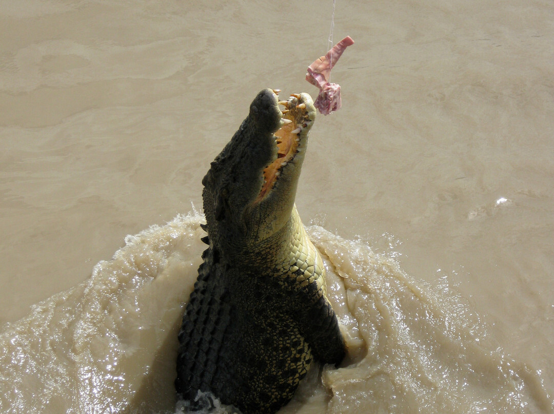 The Original Adelaide River Queen Jumping Crocodile Cruises-达尔文市必去景点
