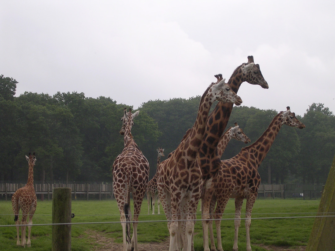 Woburn Safari Park-Woburn必去景点