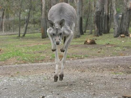 Cleland Wildlife Park景点图片