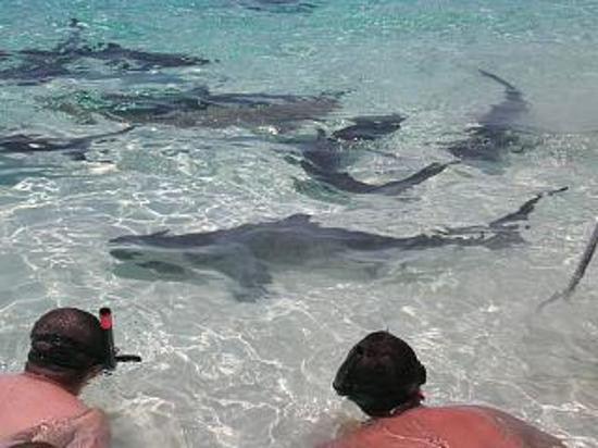 汽艇大冒险-拿骚必去景点