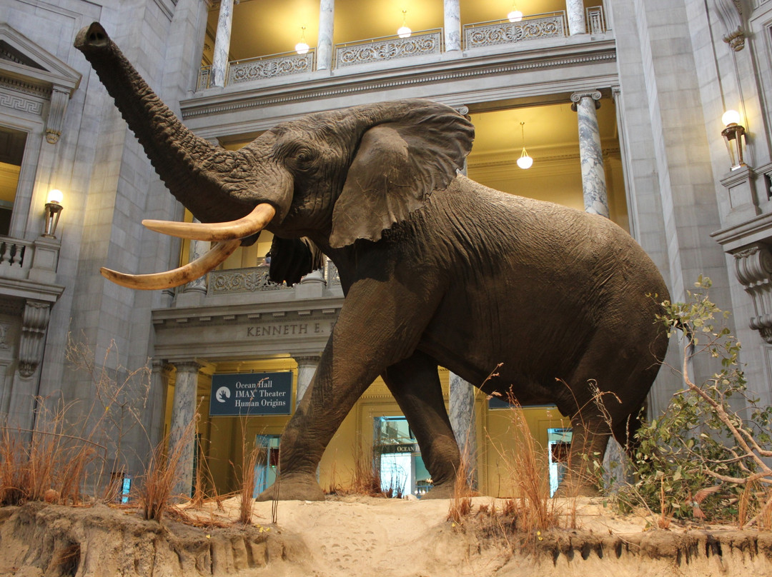 史密森尼国家自然历史博物馆-华盛顿特区必去景点
