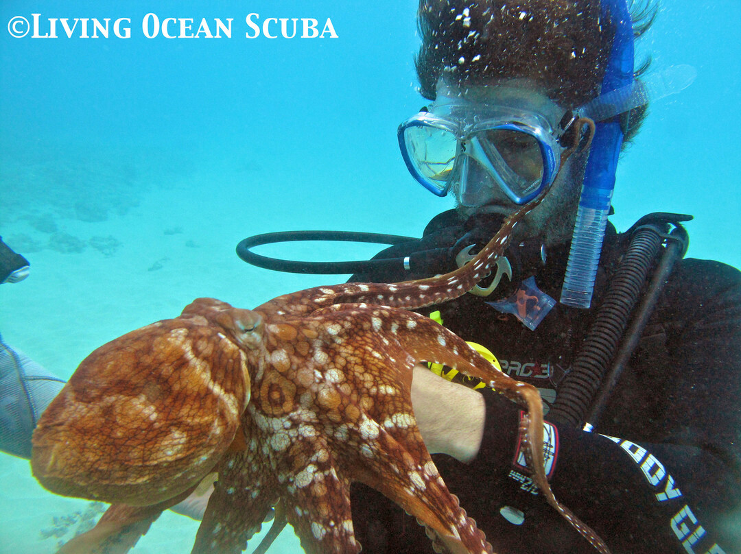 Living Ocean Tours-火奴鲁鲁必去景点