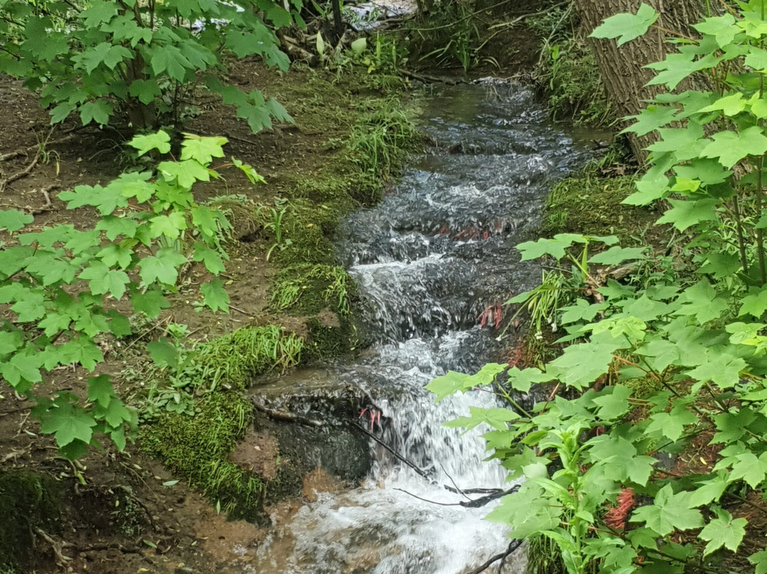 Jamieson Paw Prints Walk-Jamieson必去景点