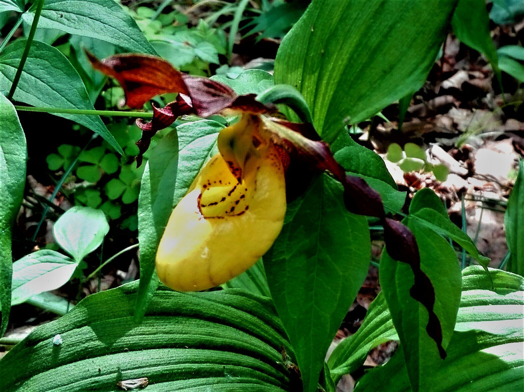 Nepal Himalaya Park Stiftung-Wiesent必去景点