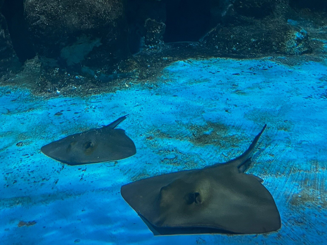 Aquarium of Rhodes - Hydrobiological Station景点图片