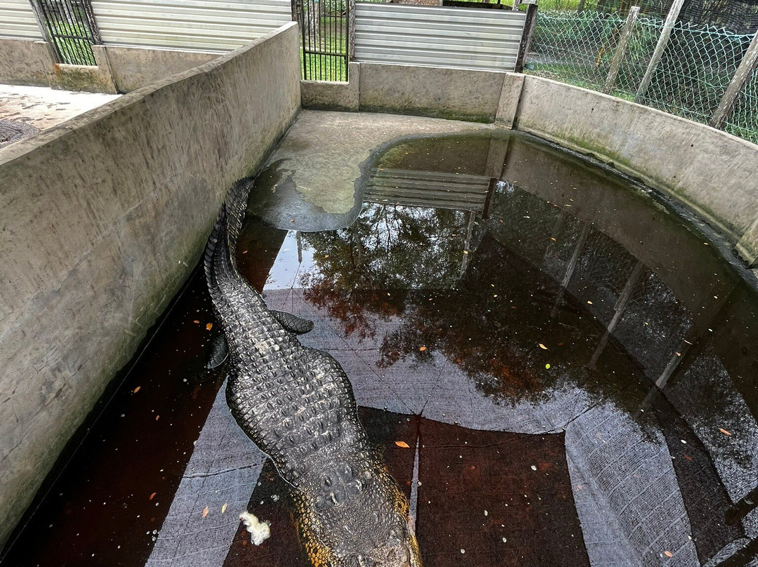 Crocodile Farm景点图片
