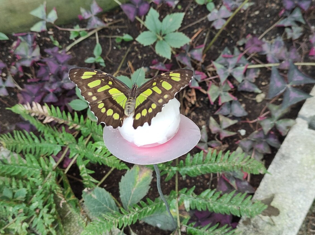 La Ferme Aux Papillons景点图片