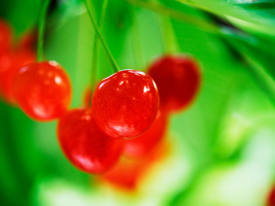 Ohashi Cherry Farm-芦别市必去景点