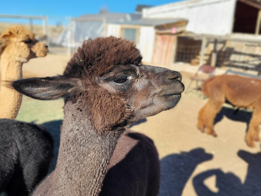 Circle Cliff Ranch Alpacas-Bicknell必去景点