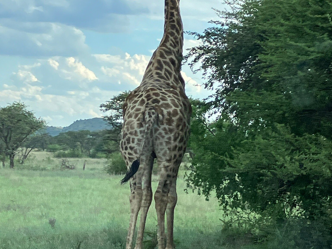 Mokala National Park-金伯利必去景点