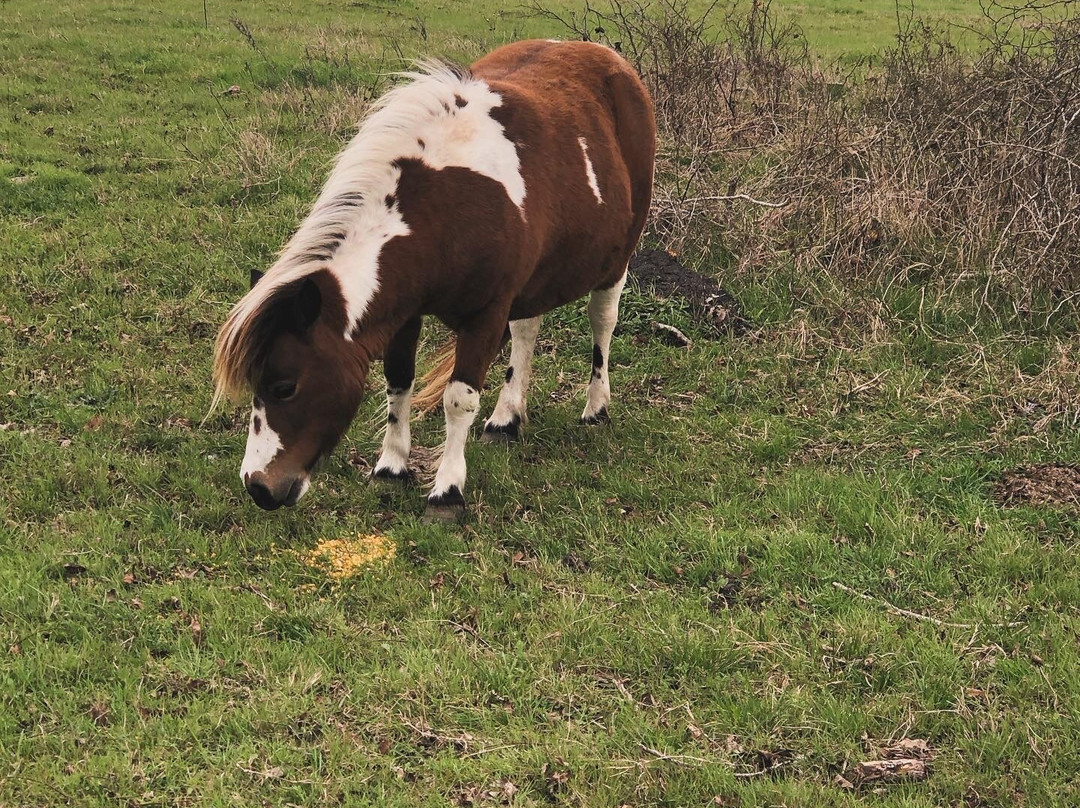 Lillian Farms Country Estate主图