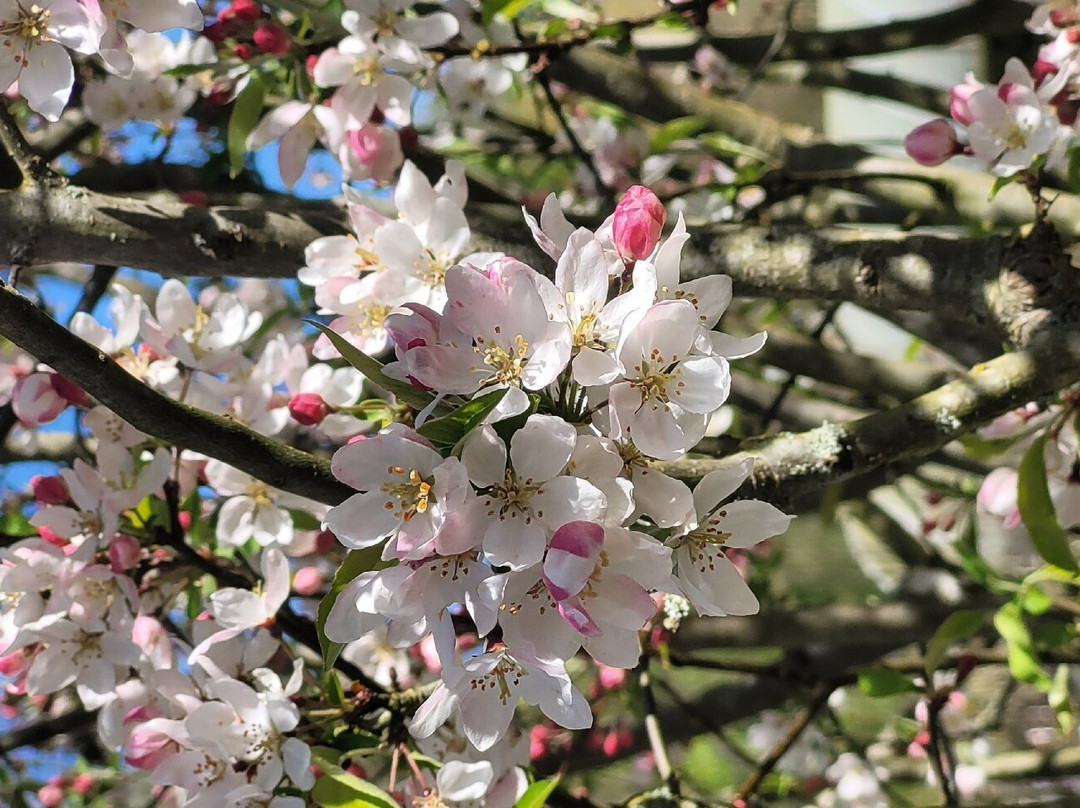 Les Jardins de Valloires景点图片