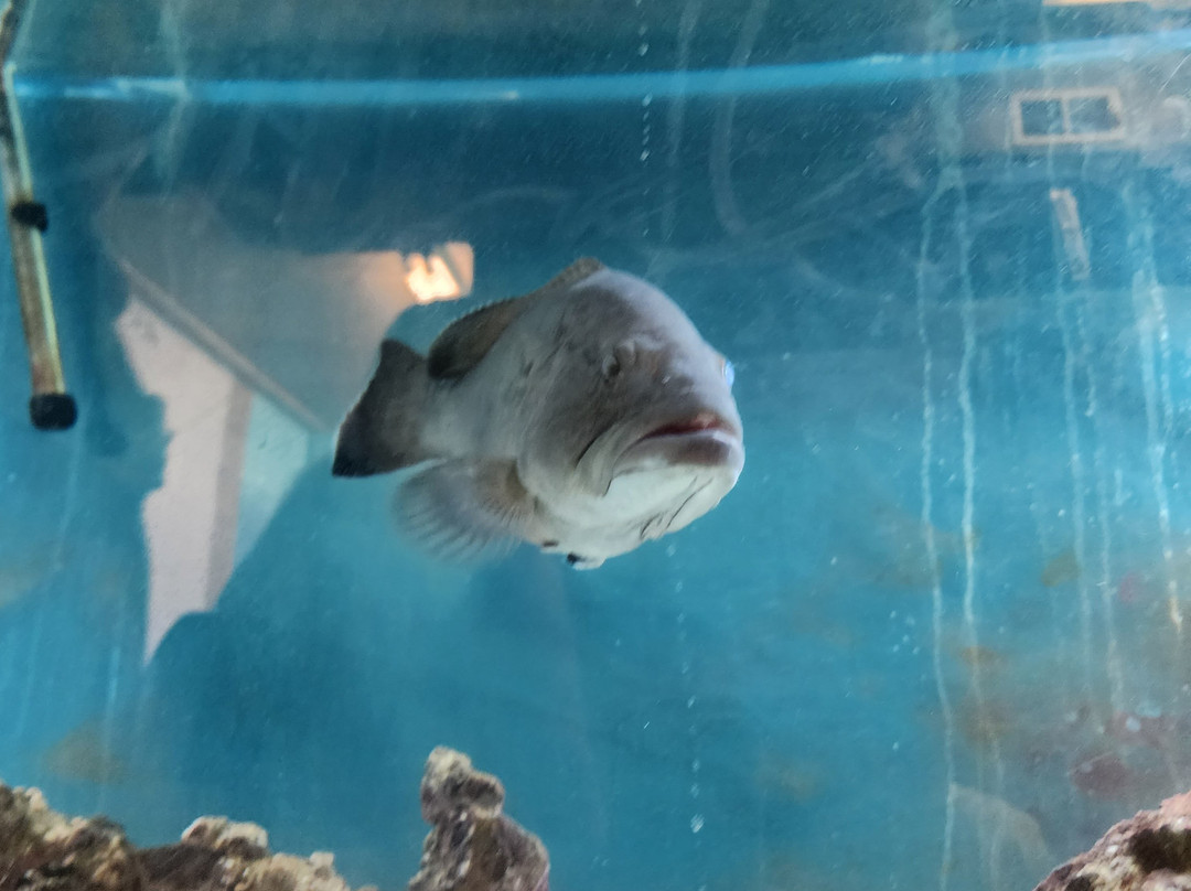 Topsail Aquarium景点图片