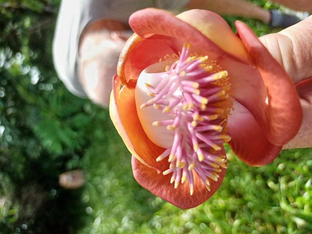 Whyanbeel Arboretum-Whyanbeel必去景点