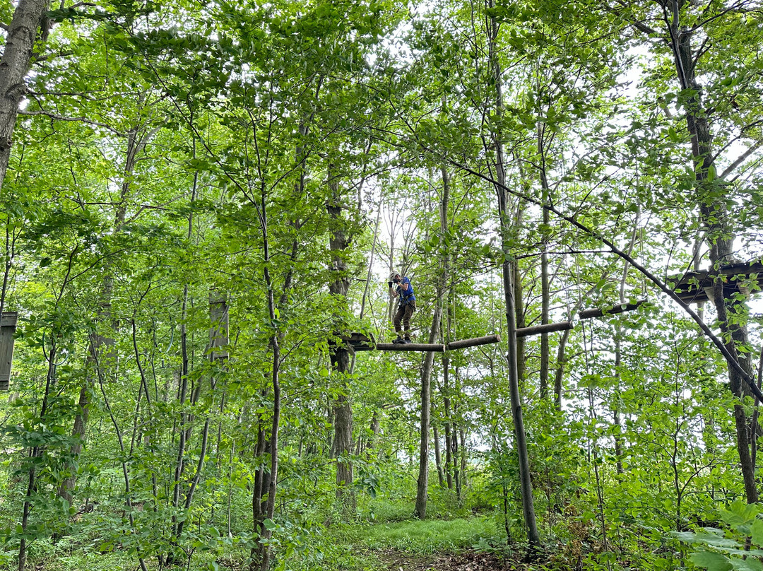 Treetop Trekking Hamilton景点图片
