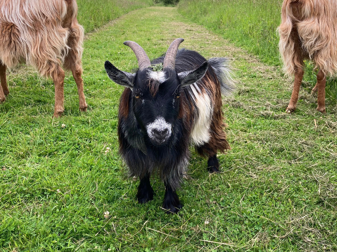 Goat & Sheep Walk Experience景点图片