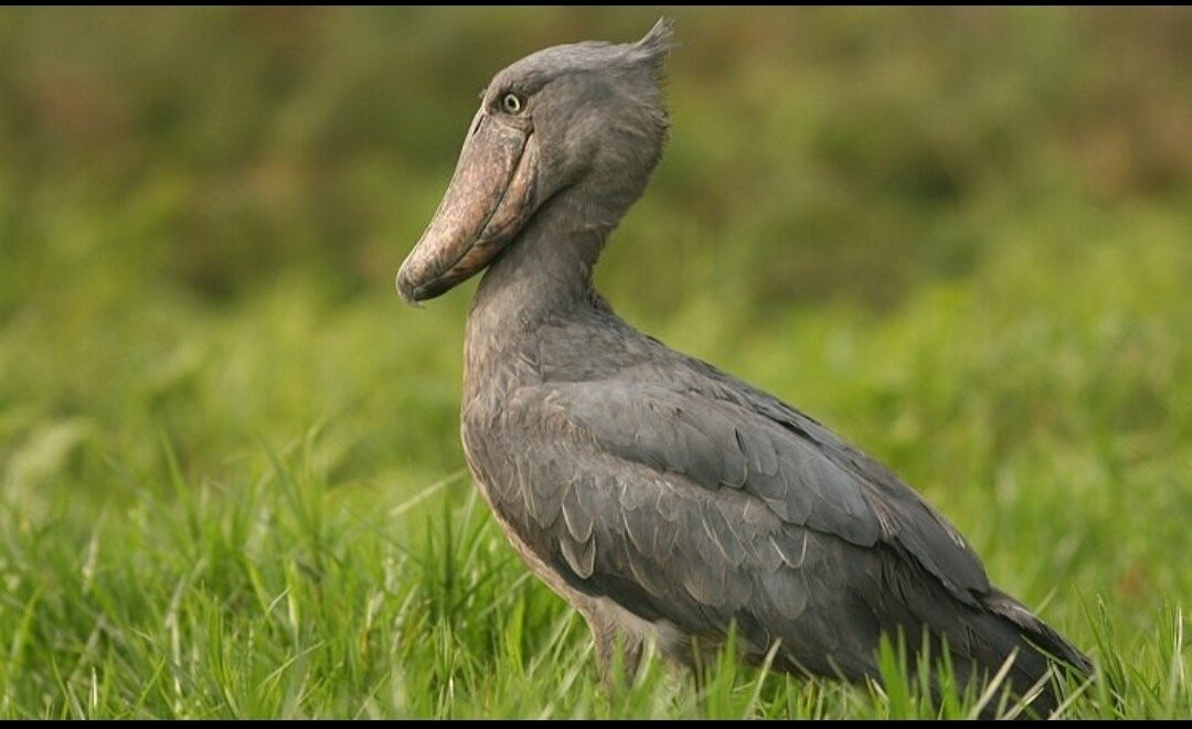 Mabamba Swamp Shoebills Watching-Kira Town必去景点