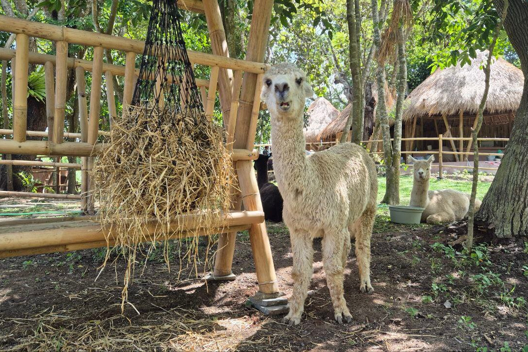 Pacha Alpaca-Beraban必去景点