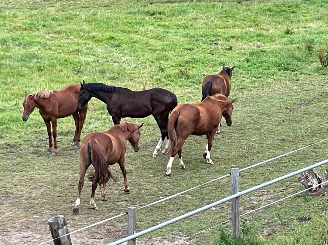 Hotel Bornmühle主图