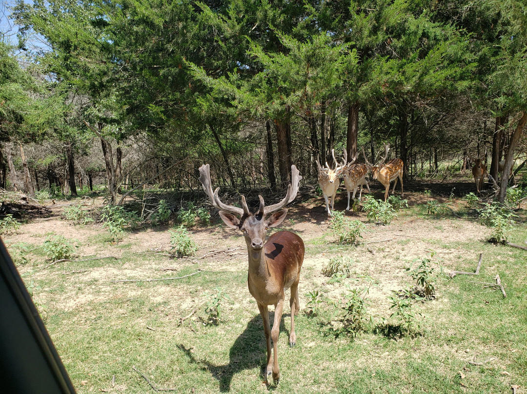 Aggieland Safari-布赖恩必去景点