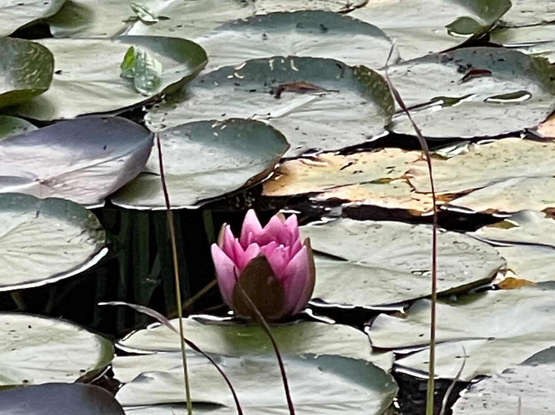 Stiftsgården Åkersberg主图