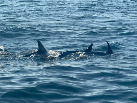 Fast Trips Boat Tours-奥良必去景点