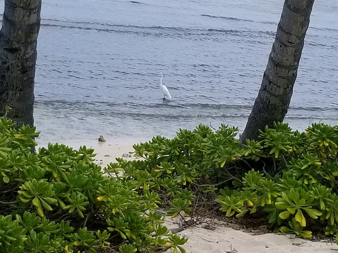 The Palms at Pelican Cove主图