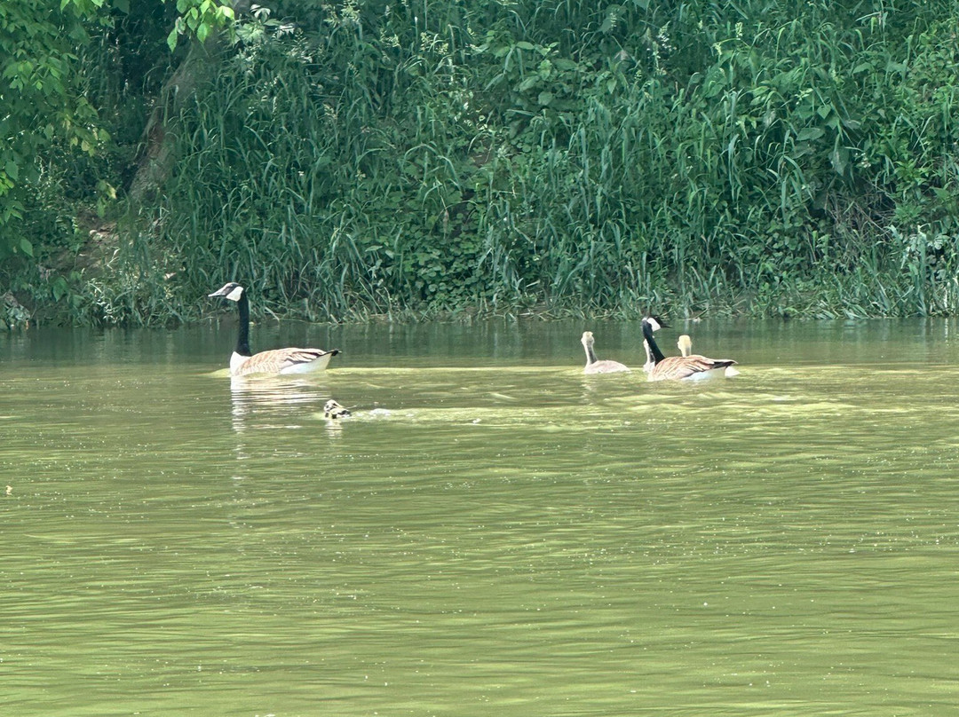 Green Acres Kayak Rental-Harrison必去景点