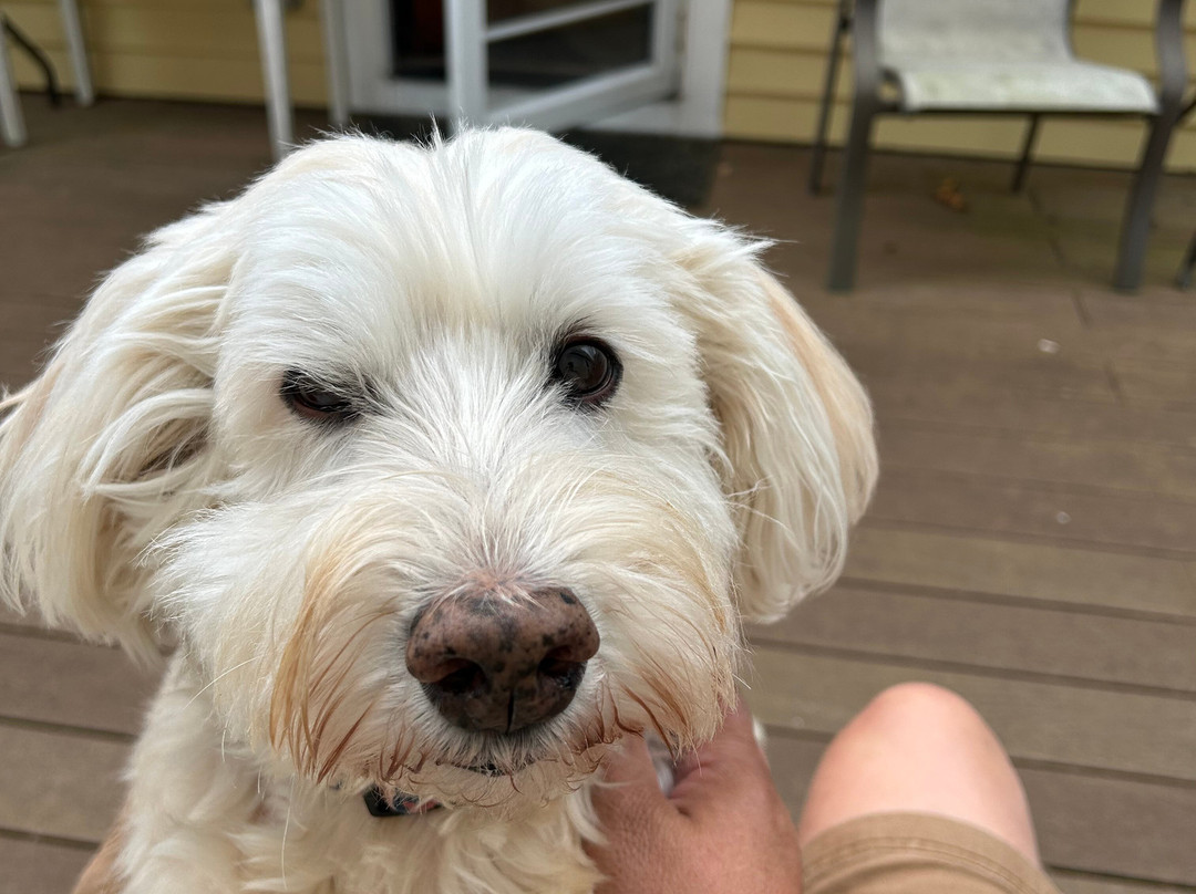 The George Johnson House主图