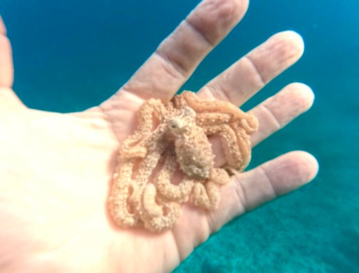 Coral Ocean Aruba-Malmok Beach必去景点