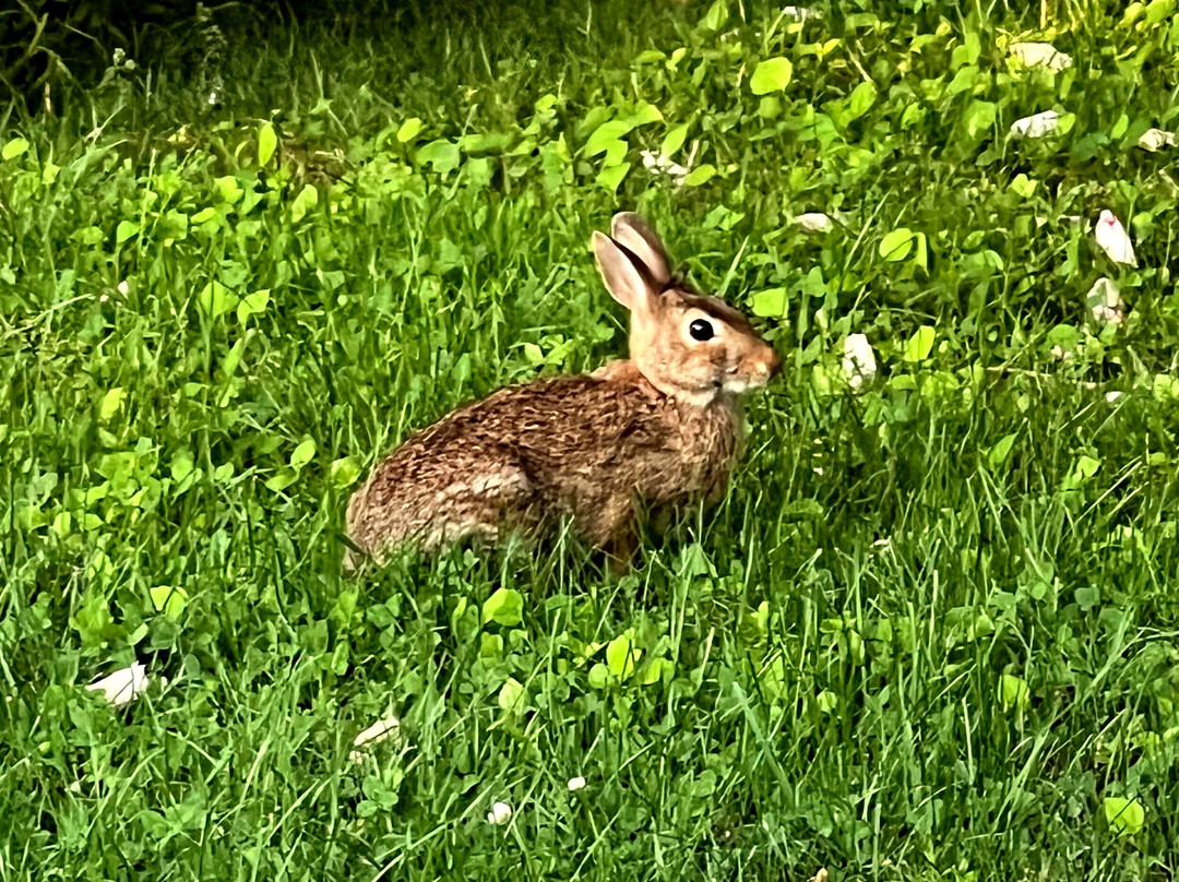 Liberty Hill Inn主图