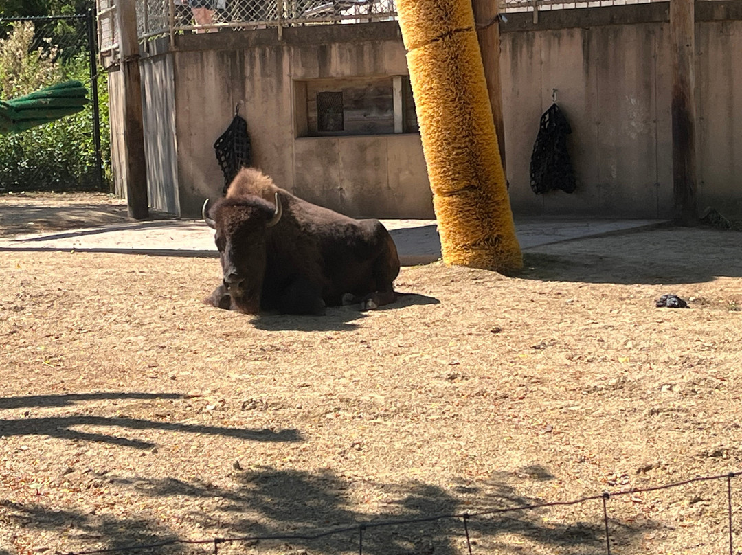 亨利维拉斯动物园-麦迪逊必去景点