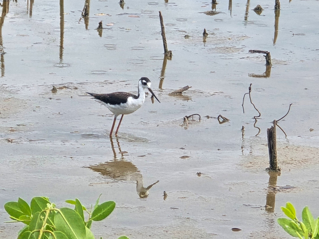 Cayo Guillermo-Cayo Guillermo必去景点