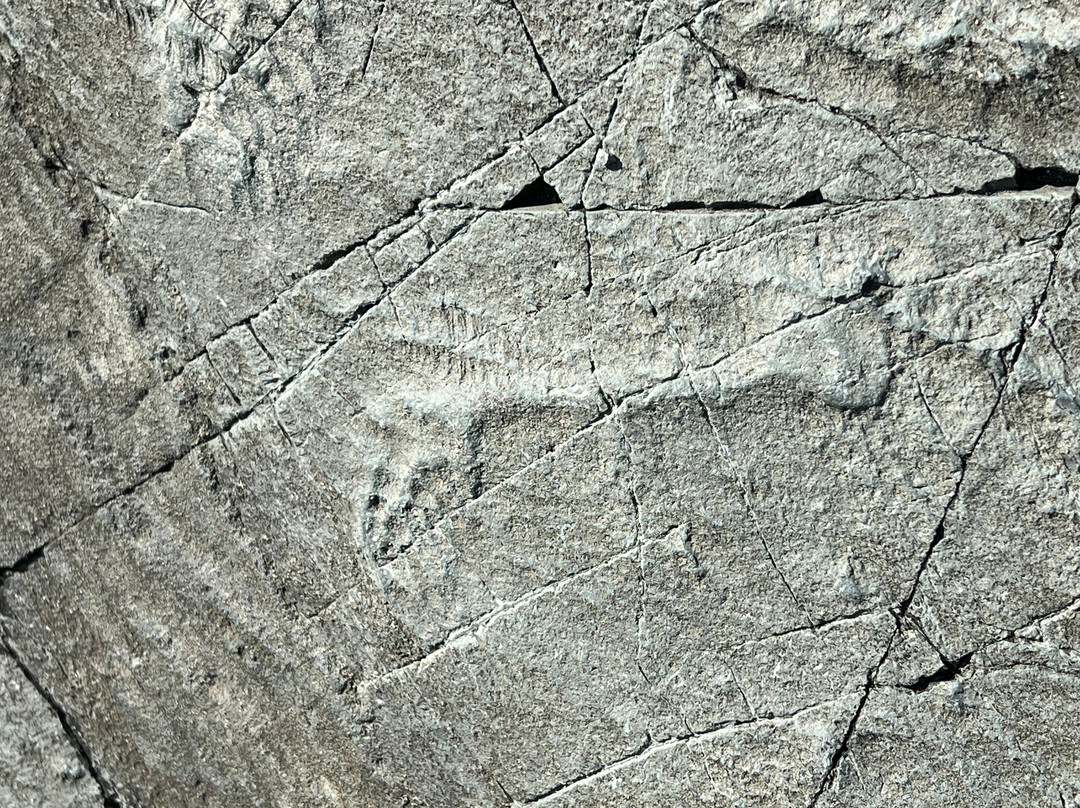 Mistaken Point Ecological Reserve景点图片