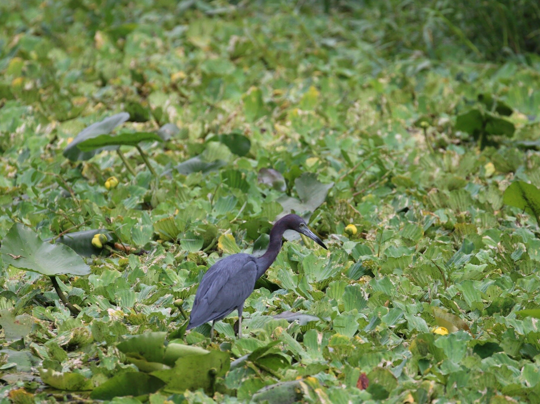 Sawgrass Lake Park-圣彼德斯堡必去景点