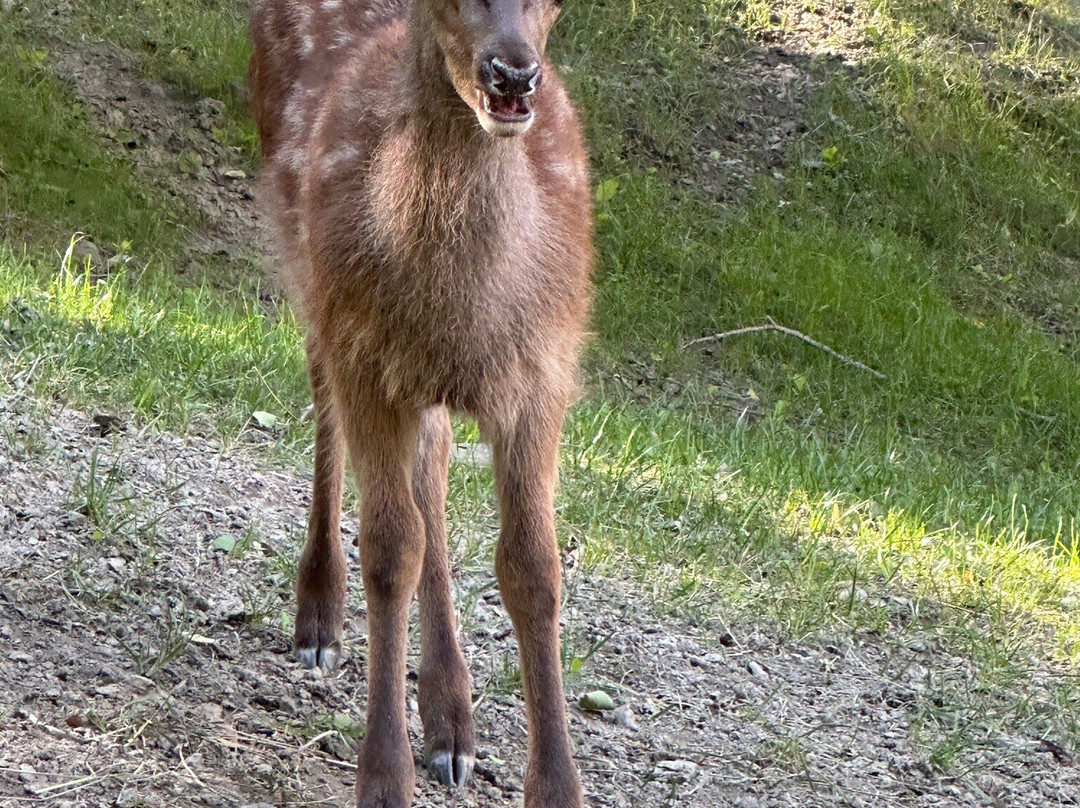 Parc Animalier d'Introd景点图片