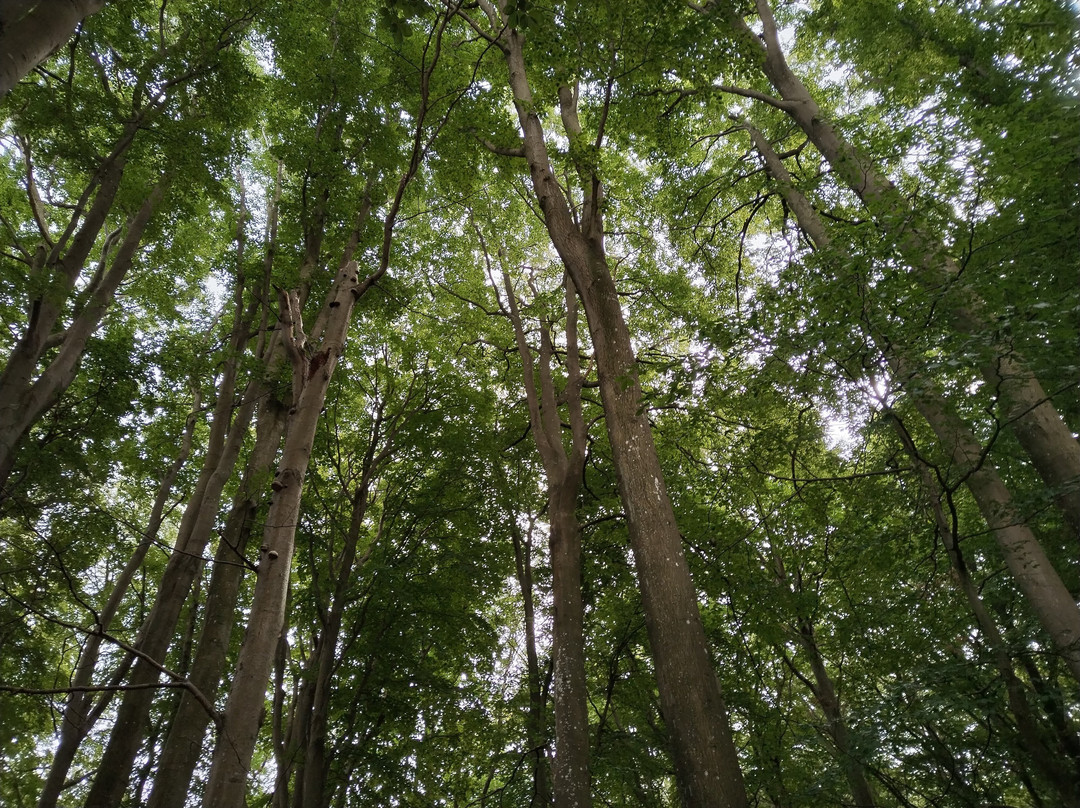 UNESCO - Weltnaturerbe Buchenwald Grumsin景点图片