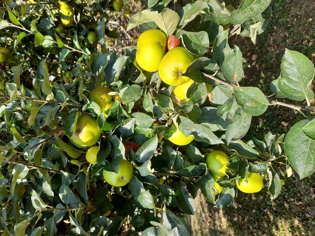 Palazzo Juvalta主图