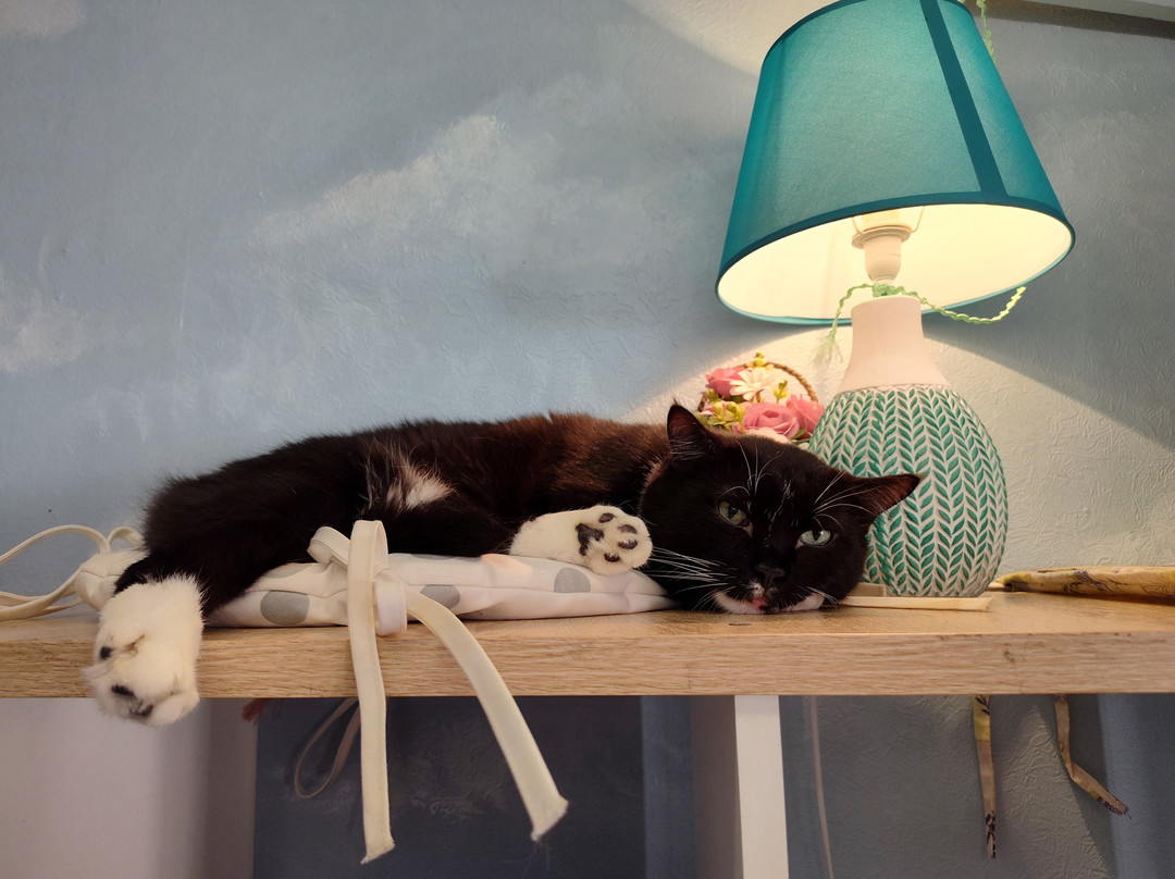 Cat Museum-明斯克必去景点