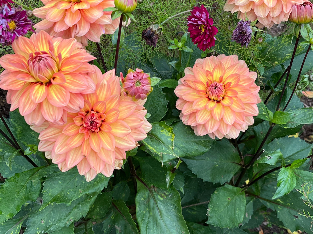 Geilston Garden-Dumbarton必去景点