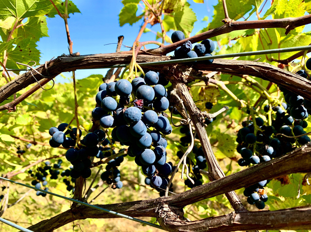 Grape Mill Vineyard and Winery景点图片