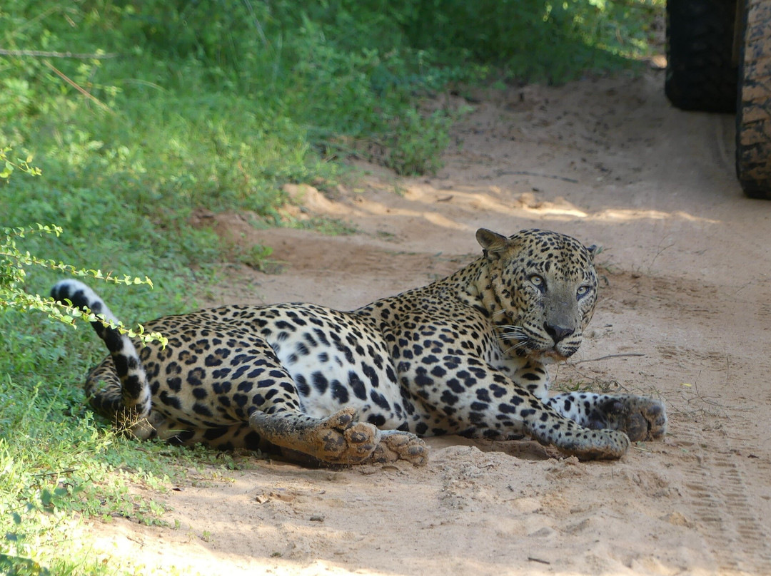 Yala Shenu Safari Tours & Taxi Service-蒂瑟默哈拉默必去景点