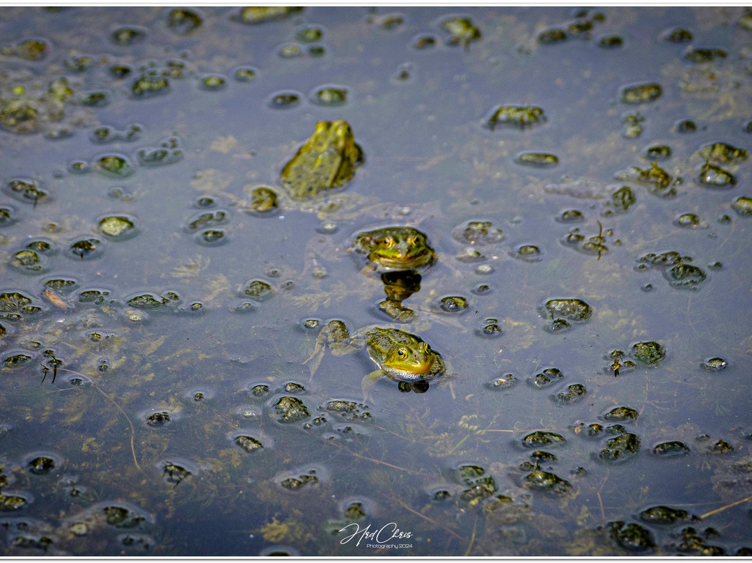 Le Jardin De La Méditation景点图片